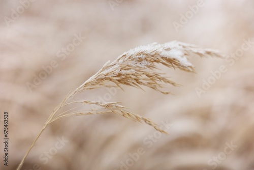 Closeup of plants covered in the frost ina. field on a sunny day