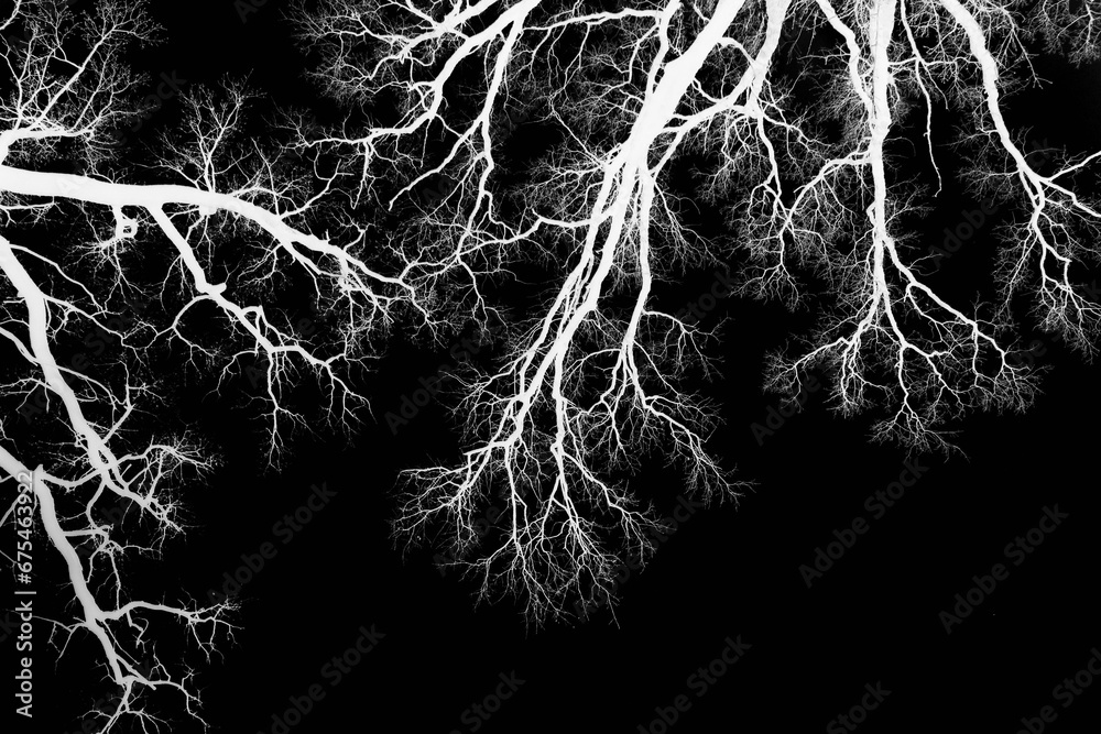 Leafless oak branches. Gothic background. Silhouettes of white branches of tree with dramatic sky. Branches of a tree in black and white. Natural oak tree silhouette on a dark background