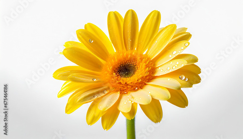 Yellow Gerber Daisy Water Droplet