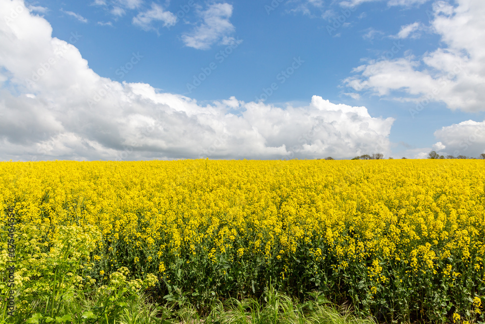 Vibrant oilseed rape crops growing in springtime, with a blue sky overhead