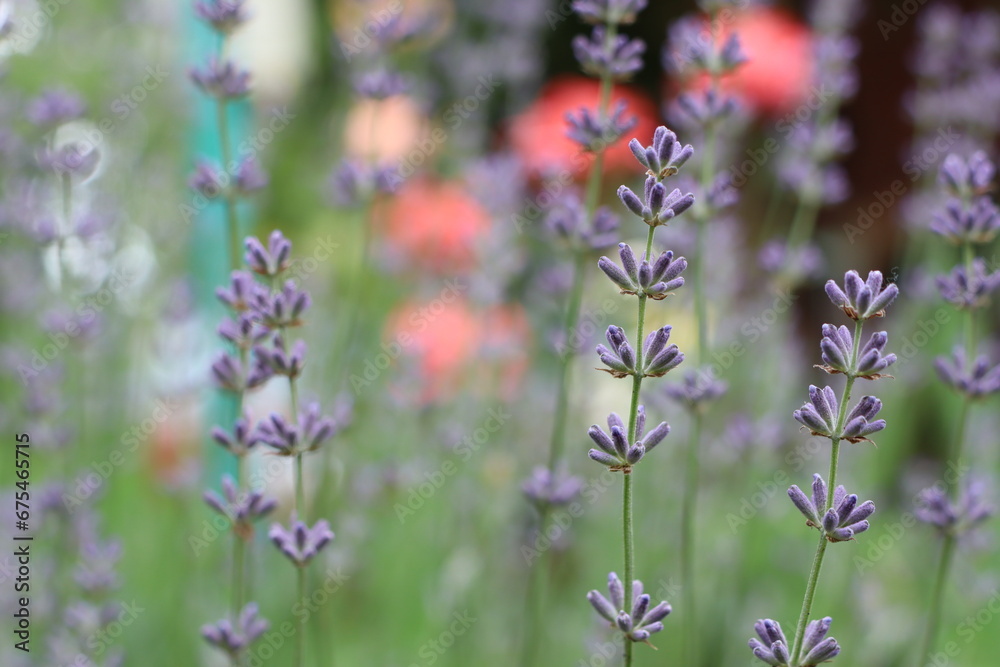 Lavender flowers close-up with blurred background in garden Lavender flowers close-up with blurred background in garden