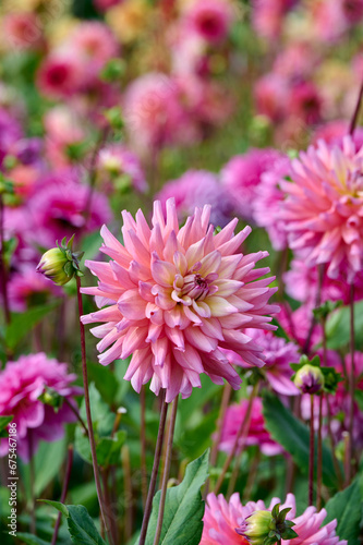 pink dahlia Bahama Mama surrounded by more flowers and buds