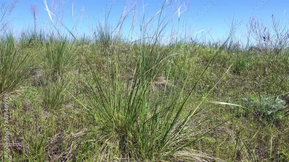 fescue-feather grass steppe at springtime. Stretch of steppe in the valley of the Don River on ancient dunes fescue-feather grass steppe at springtime. Stretch of steppe in the valley of the Don River on ancient dunes