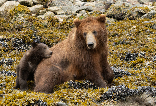 brown bear cub cuddle with its mother