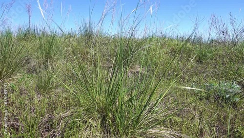 fescue-feather grass steppe at springtime. Stretch of steppe in the valley of the Don River on ancient dunes photo