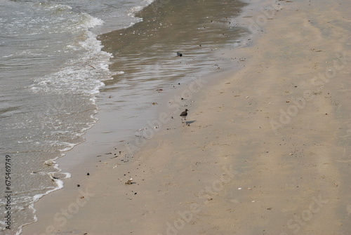 A smart bird is waiting for the wave to leave to eat crabs. South India