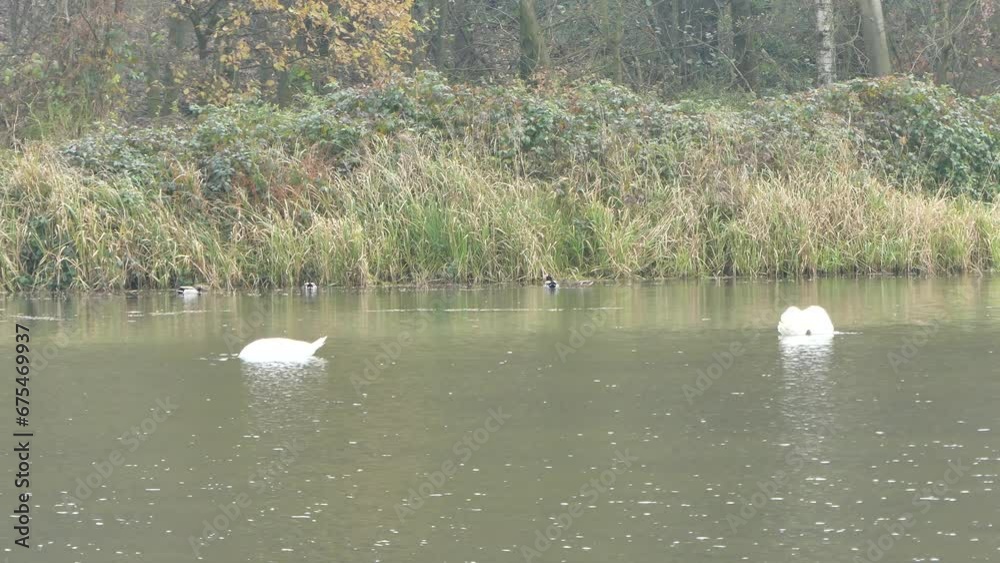 Water birds white Mute swans, Cygnus olor and Wild ducks, Anas platyrhynchos on water in pond with small waves on surface. Natural scene near forest in autumn colors in natural habitat - real time. Water birds white Mute swans, Cygnus olor and Wild ducks, Anas platyrhynchos on water in pond with small waves on surface. Natural scene near forest in autumn colors in natural habitat - real time.