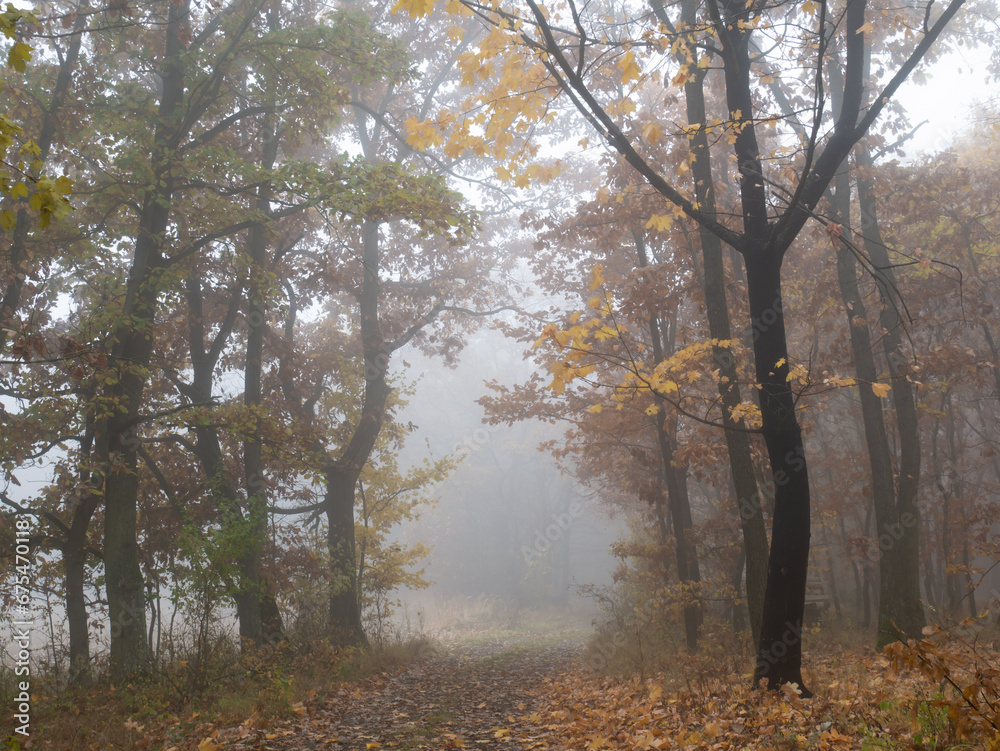 Obraz premium Mysterious foggy forest