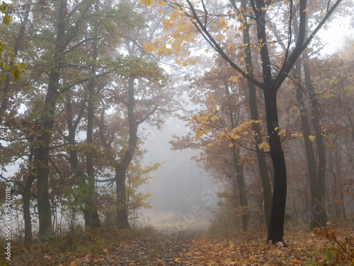 Mysterious foggy forest © Jansk