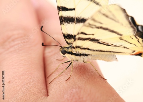 Butterfly Resting on Human Hand Close-up