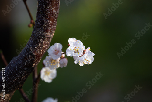 Apricot flowering tree in spring time. Sakura branch.