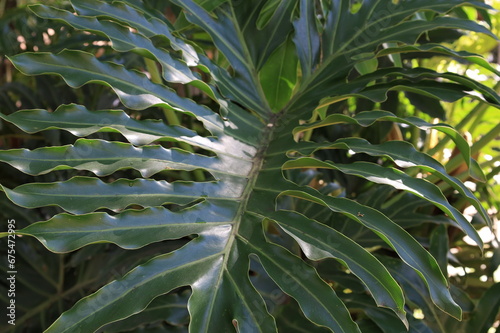 Beleza Tropical: Folhas de Costela de Adão