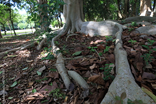 
tree roots in their most different shapes and forms