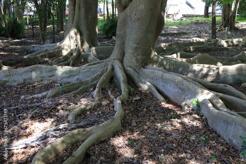 
tree roots in their most different shapes and forms