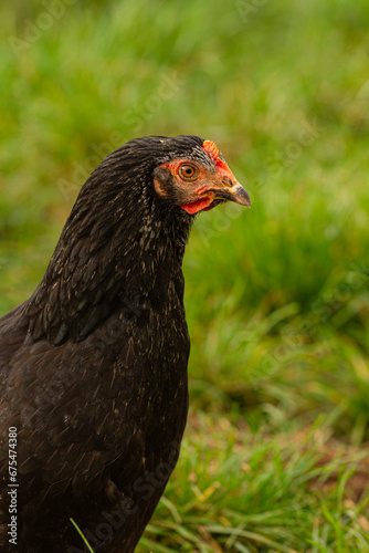 Czarna kura na tle trawy | Black hen on the grass #675474380