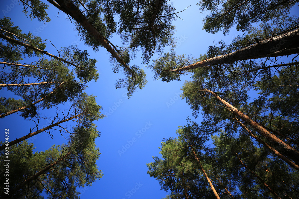 Fototapeta premium lue sky through the tops of tall pine trees
