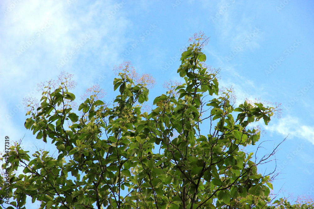 Green leaf and branch on the tree in the garden.A branch in a park.Refreshing and beautiful nature with blue sky background.
