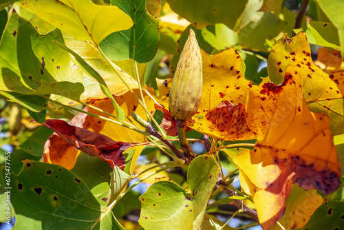 Tulip liriodendron is a beautiful ornamental tree. Tulip liriodendron in autumn. Close-up.
