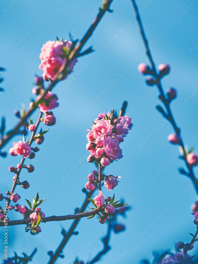 A vertical shot of pink flowers blooming on a branch A vertical shot of pink flowers blooming on a branch
