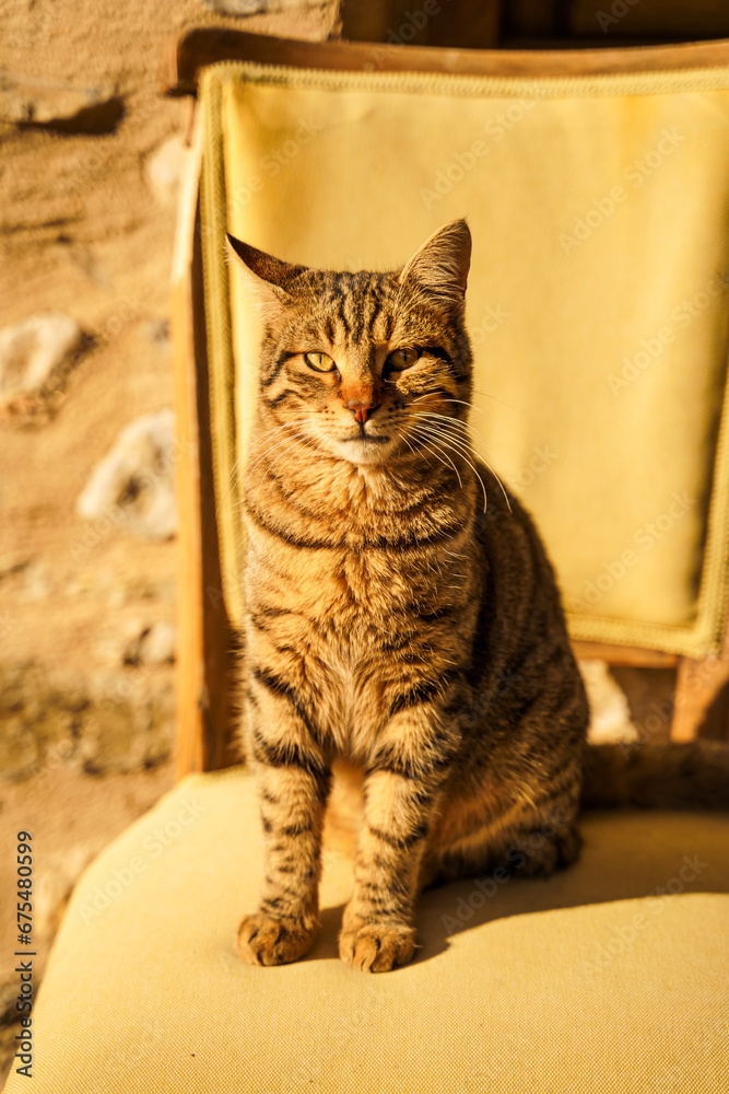 Homeless animal seek shelter. Surviving cat sitting on chair. Stray ...