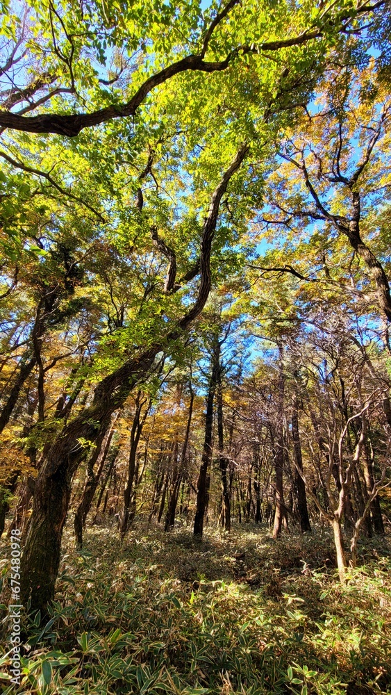 a path through a forest, a woodland path, forest, lane, trail a path through a forest, a woodland path, forest, lane, trail