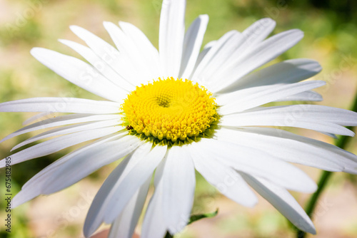 Chamomile flower close-up. White flower with a yellow center.