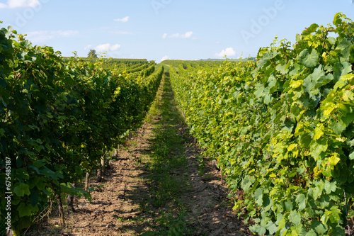 Traenheim, France - 09 05 2021: Alsatian Vineyard. View details of vines and bunches of grapes along the wine route .