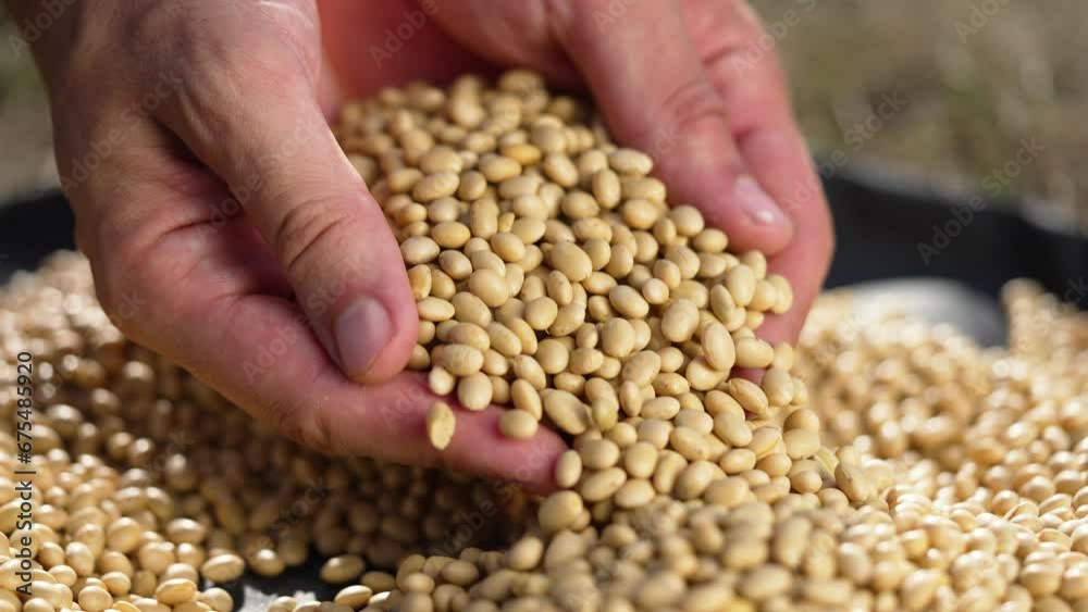Agriculture.Farmer hands hold soybean grains. Autumn soybean harvest in field. Farmer working in field with soybean grains in bag. Agricultural business concept. Farmer harvesting soybean crop on farm Agriculture.Farmer hands hold soybean grains. Autumn soybean harvest in field. Farmer working in field with soybean grains in bag. Agricultural business concept. Farmer harvesting soybean crop on farm
