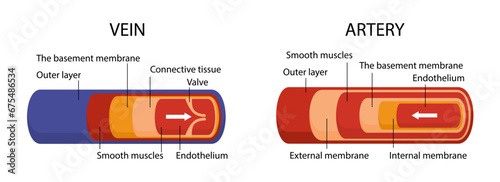 Artery and vein structure vector concept photo