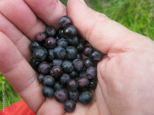 a handful of ripe blueberries picked in the Ukrainian Carpathians © Tetiana