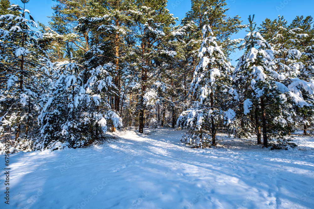 Obraz premium winter forest. pine trees covered with snow.