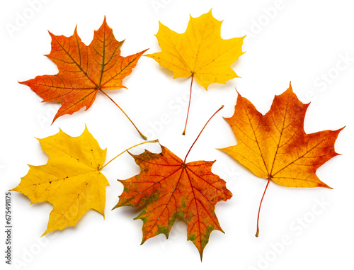 Collection of maple leaves isolated on white background. Autumn  fall  nature  foliage  plant  yellow  red  orange  brown