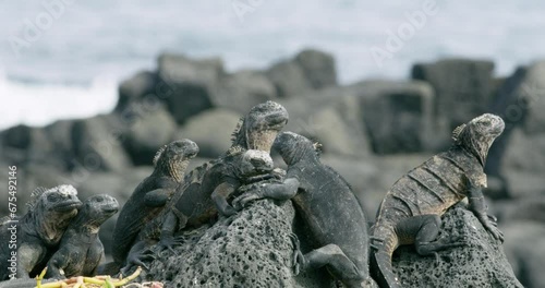Group of marine iguanas enjoying a sunbath on volcanic rocks. photo