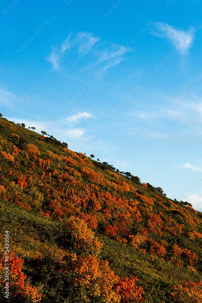 Vertical of red flowers growing on Red Butte Mountain at golden hour in Utah