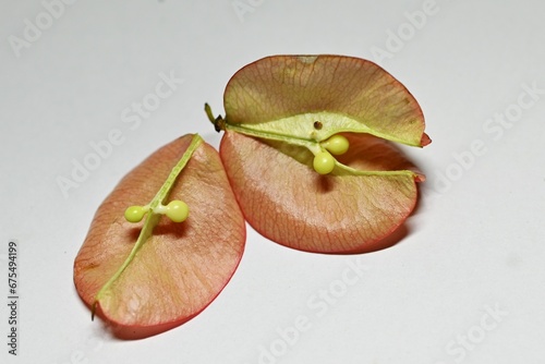 Flamegold rain tree ( Koelreuteria henryi ) fruits and seeds. Sapindaceae deciduous tropical tree.The fruit is a capsule that turns reddish-brown in autumn and contains seeds. Taiwan endemic species. photo