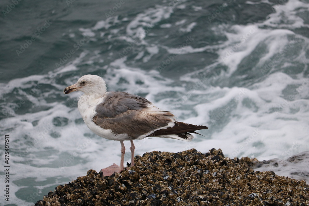 seagull on the rocks
