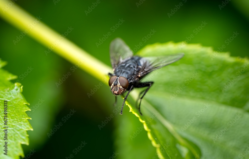 Closeup of a fly on a green leaf in a field with a blurry background