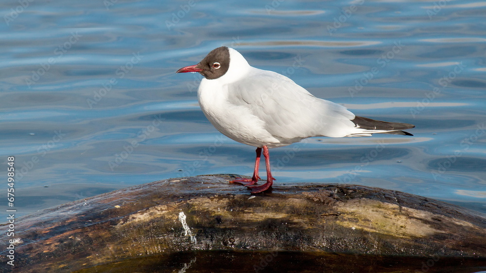Fototapeta premium seagull on the beach