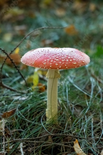 Fly agaric (Amanita muscaria) growing in a lush green grass