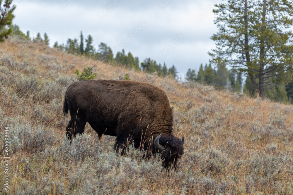 American bison buffalo in Yellowstone park national park image shows a lone bison grazing, October 2023