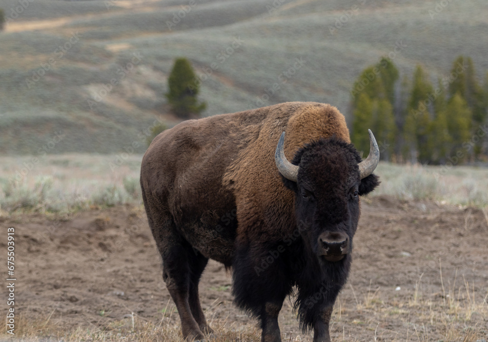 American bison buffalo in Yellowstone park national park image shows a front view of the bison looking at the camera, October 2023