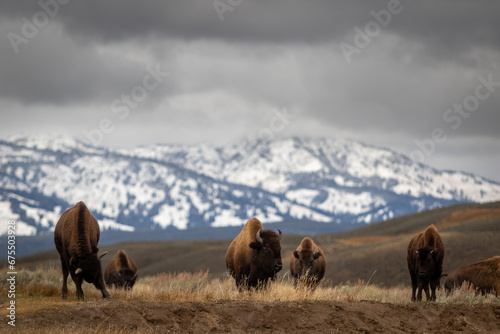 American bison buffalo in Yellowstone park national park image shows a herd of bison walking over a hill with the a snow covered mountain in the background, October 2023 photo