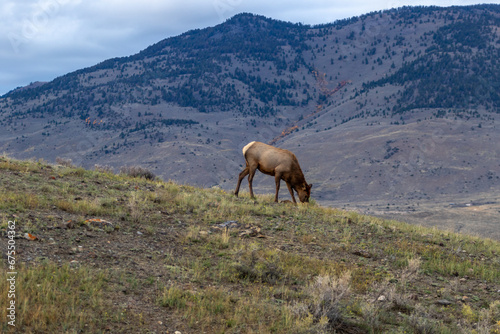 Elk in the open grassland grazing on a hill in Yellowstone national park
