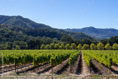 vineyard in California, Image shows a vineyard along highway 101 between San Francisco and Los Aneles on a hot clear day, October 2023