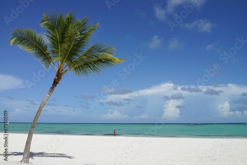 Fototapeta Naklejka Na Ścianę i Meble -  Single palm tree standing stoically on a sandy beach.