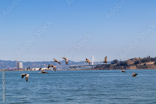 Pelicans flying over the sea  Image show a flock of pelicans flying low over the San Francisco bay with Oakland bay bridge and treasure island in the background  October 2023 