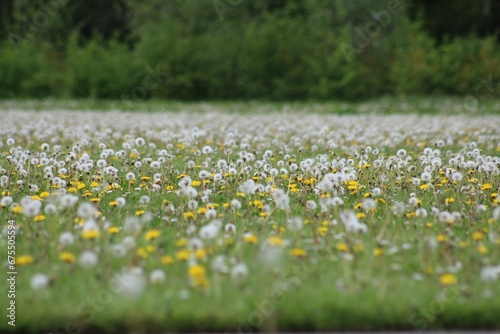 a bunch of yellow dandelions sitting on top of a grass covered field