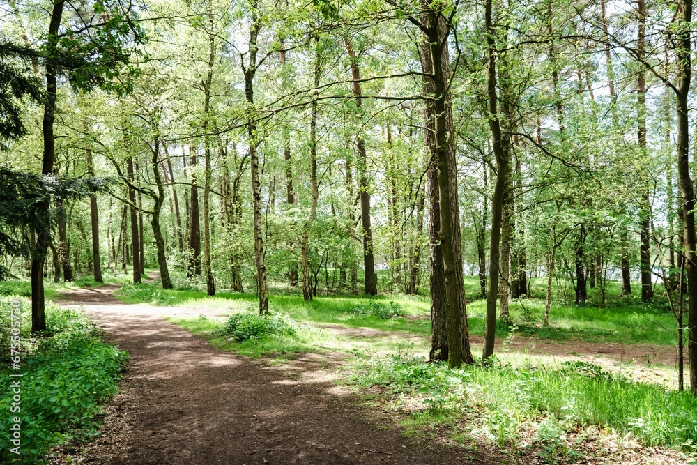 the path is winding into the woods on a sunny day