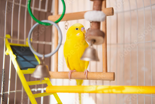 A domestic yellow parrot sits on a perch. Budgerigar