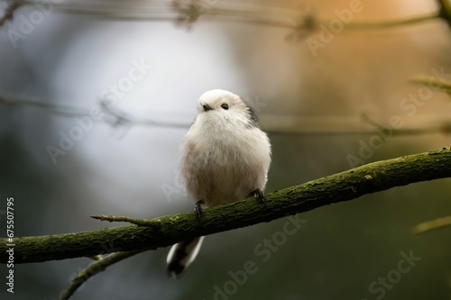 Closeup shot of a cute long-tailed tit perched on a branch. Aegithalos caudatus.